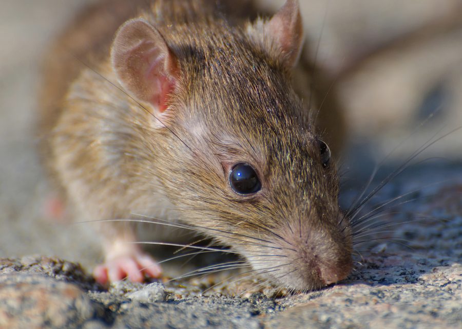 Wildlife damage repair in Port St Lucie