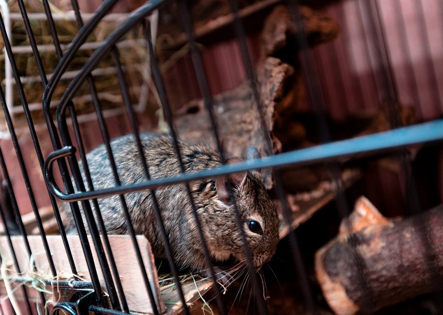 Wildlife damage repair in Lehigh