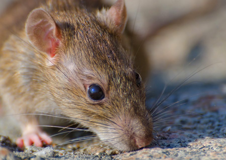 Wildlife damage repair in Pineville