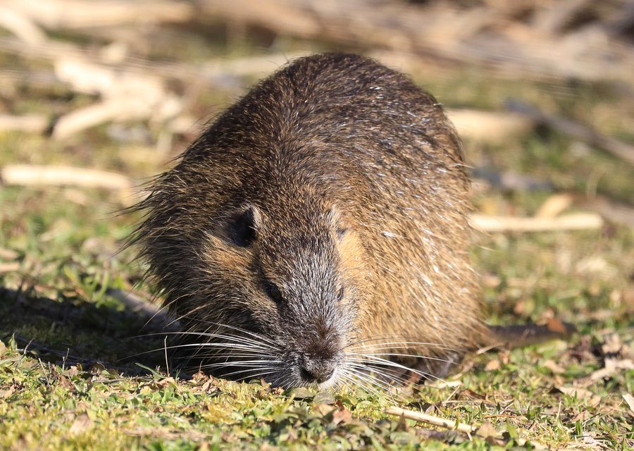 Wildlife damage repair in Sebastian