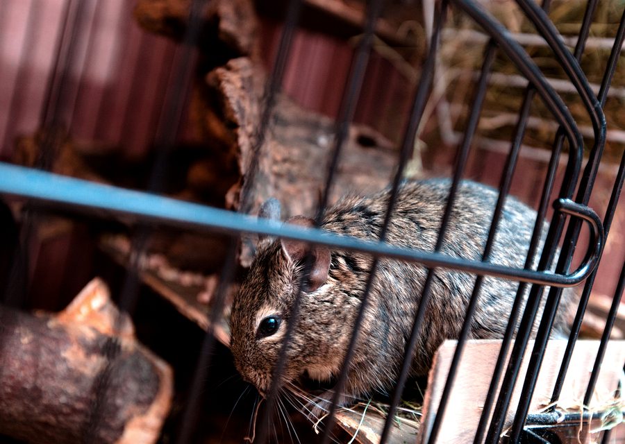 Wildlife damage repair in Piney Flats