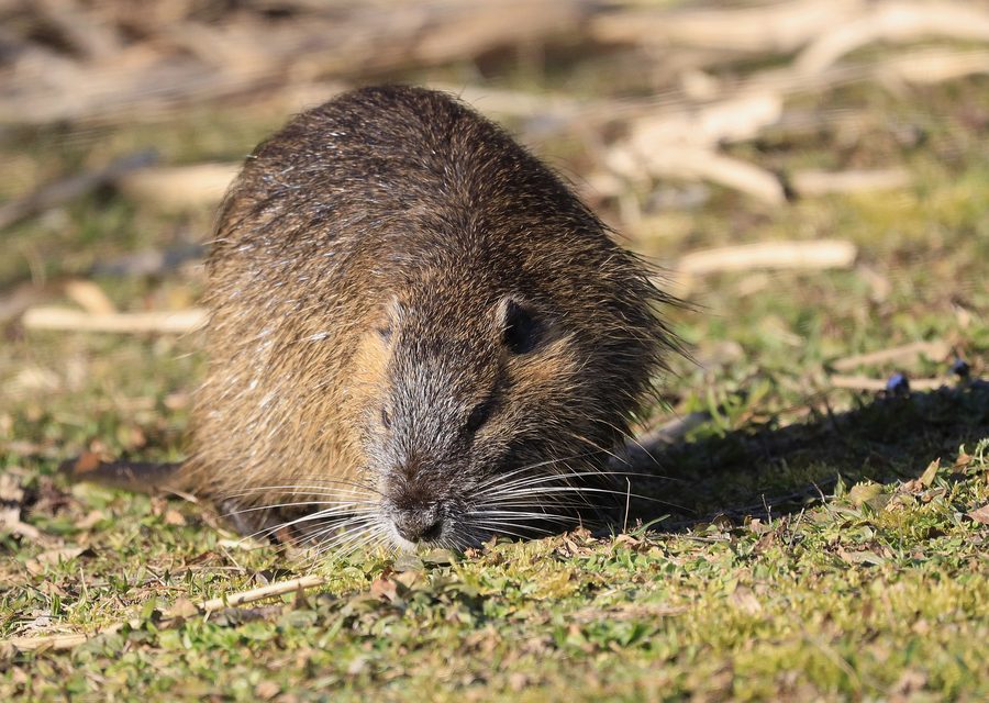 Wildlife damage repair in Unicoi