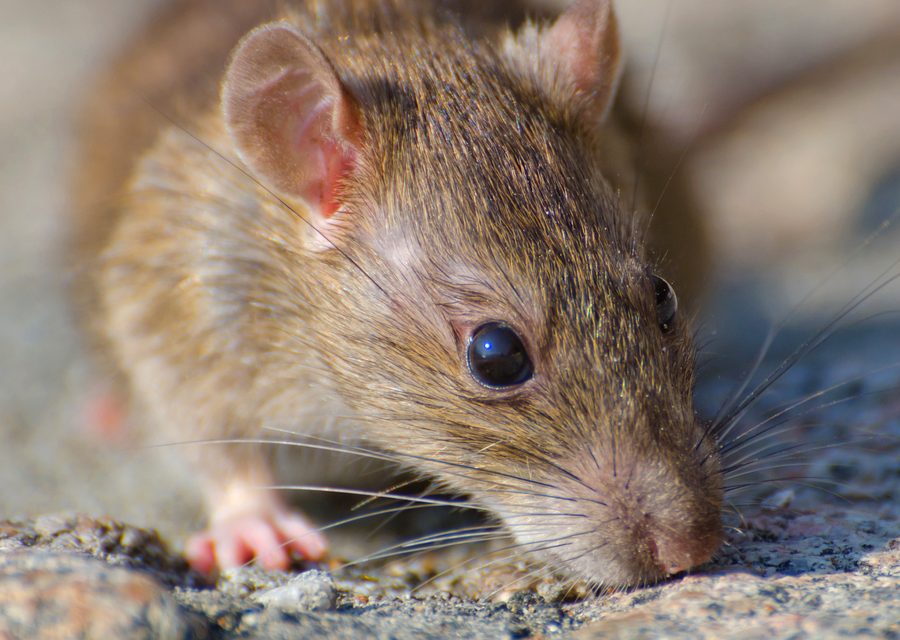 Wildlife damage repair in Lincoln