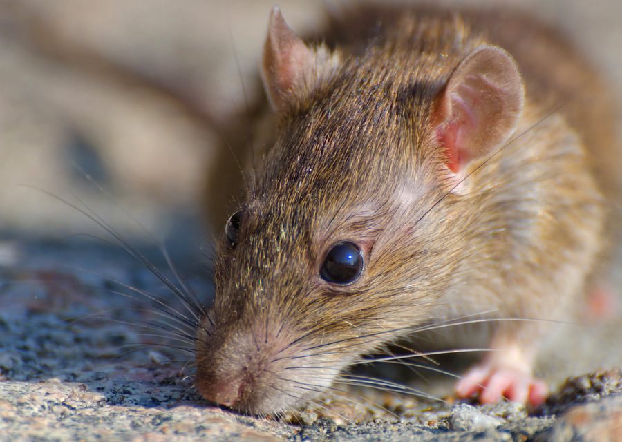 Wildlife damage repair in Reeds Spring