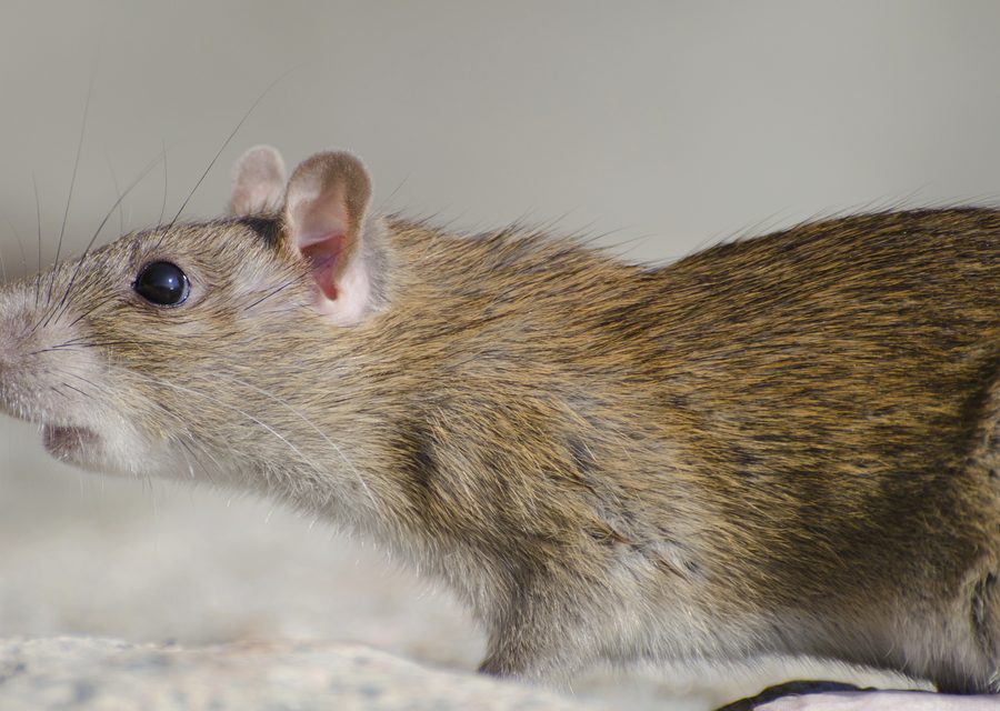 Wildlife damage repair in Kingston