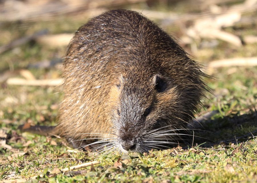 Wildlife damage repair in Sevierville