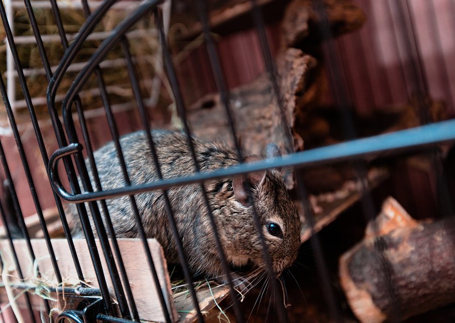 Wildlife damage repair in Lead Hill