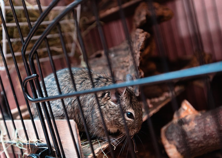 Wildlife damage repair in Cosby