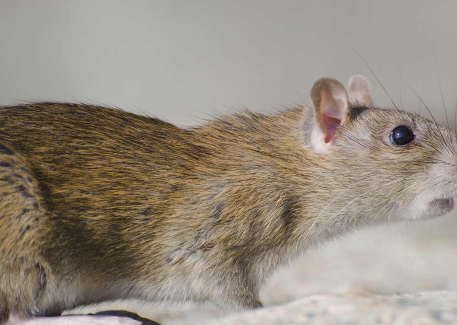 Wildlife damage repair in Pennsburg