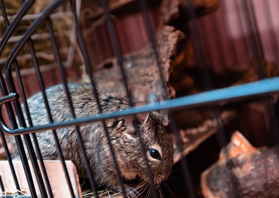 Wildlife damage repair in Fresno