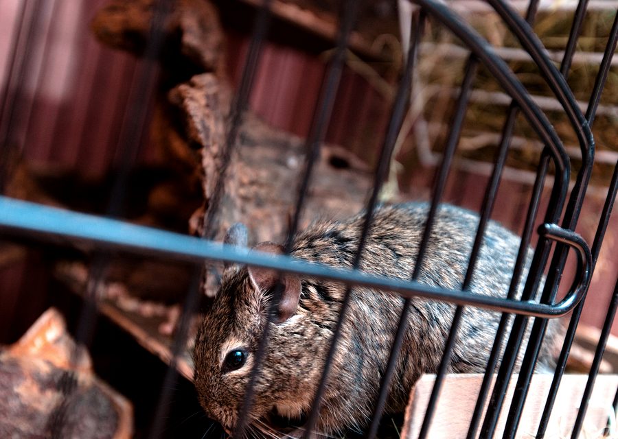 Wildlife damage repair in Lavaca