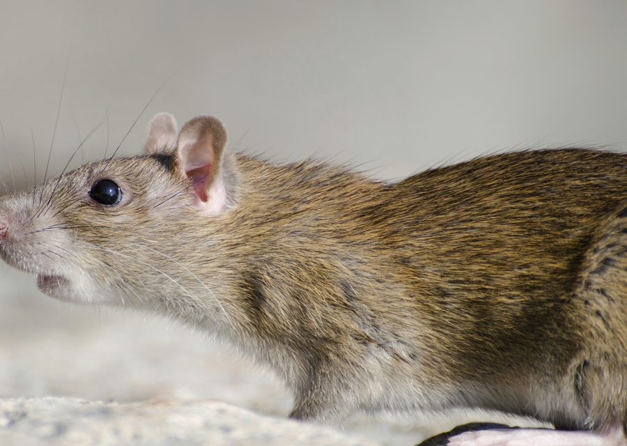 Wildlife damage repair in Covington
