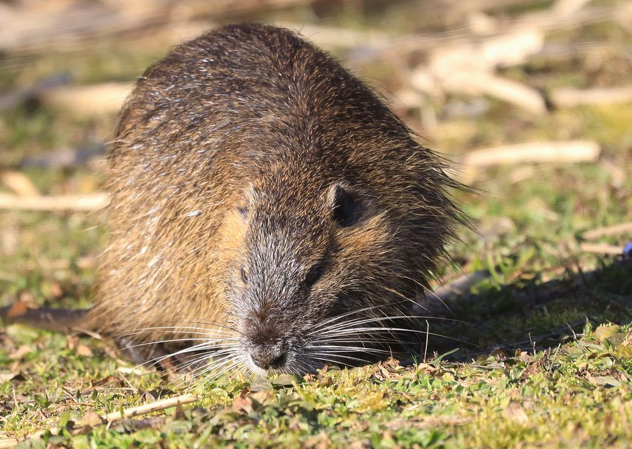 Wildlife damage repair in Elkhorn