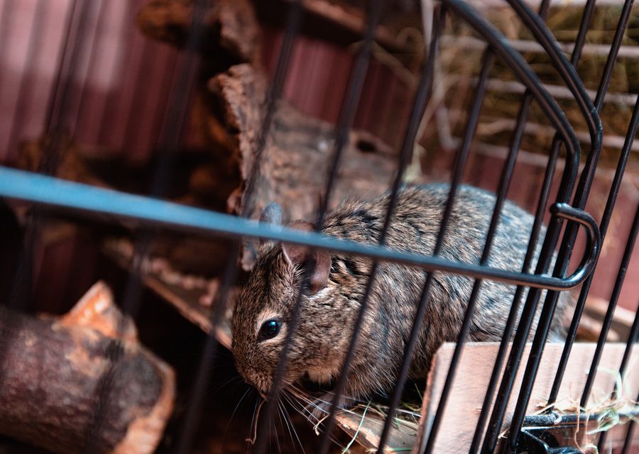 Wildlife damage repair in Dexter
