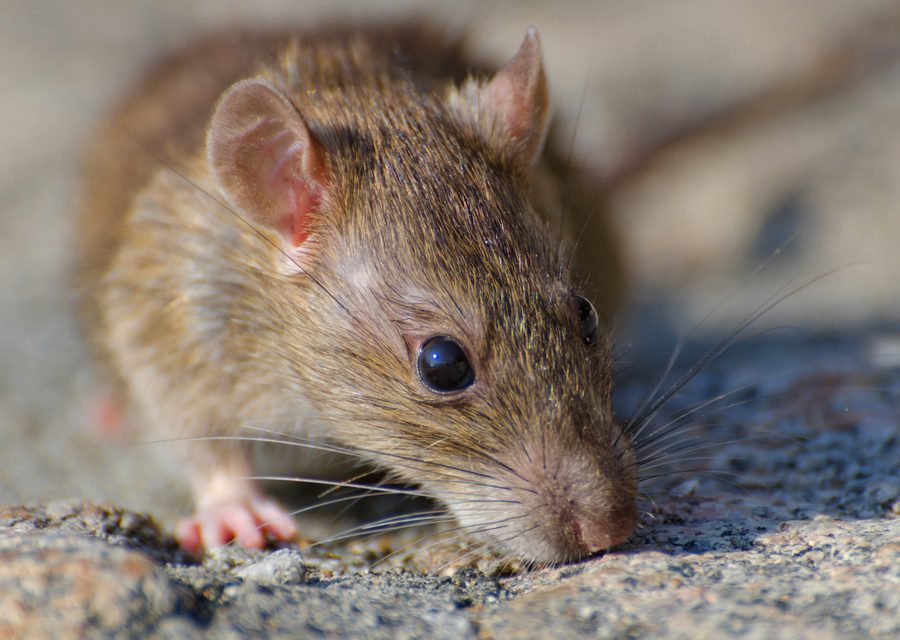 Wildlife damage repair in Hartland