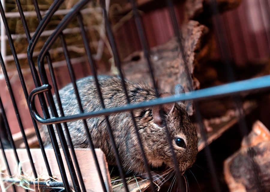 Wildlife damage repair in Gatlinburg