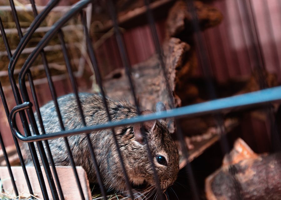 Wildlife damage repair in Centerton