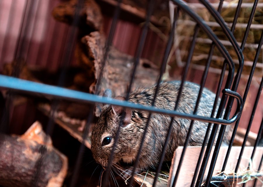Wildlife damage repair in Seymour