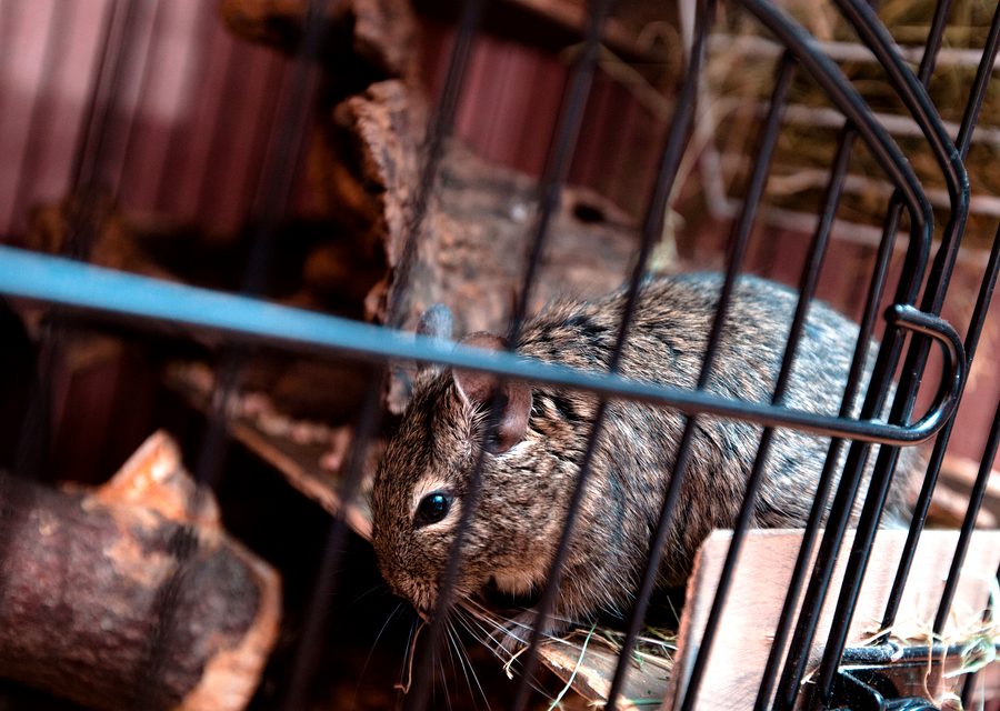 Wildlife damage repair in Wixom