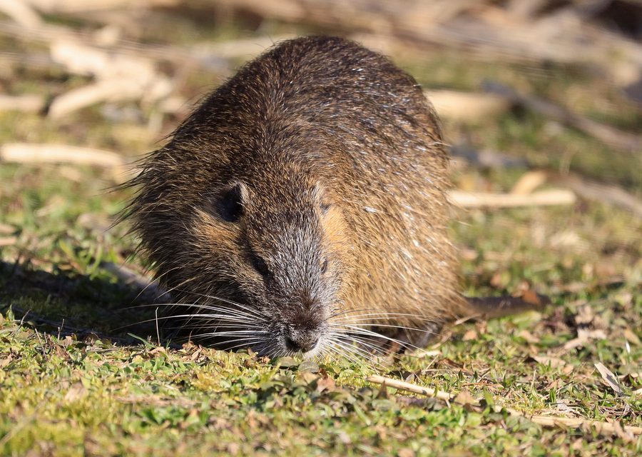 Wildlife damage repair in Upper Macungie