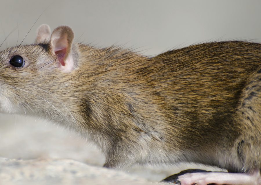 Wildlife damage repair in St Paul