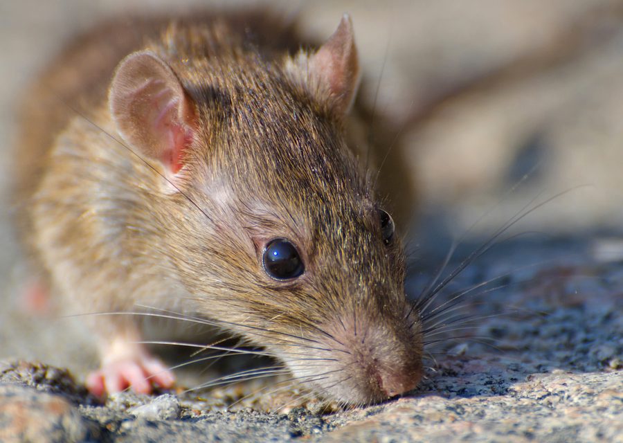 Wildlife damage repair in Butler