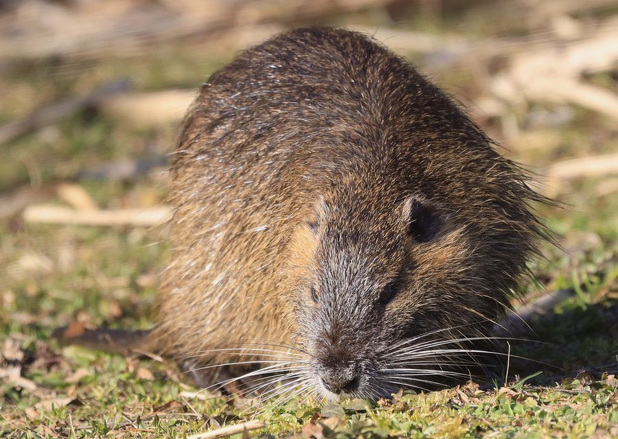 Wildlife damage repair in White Lake