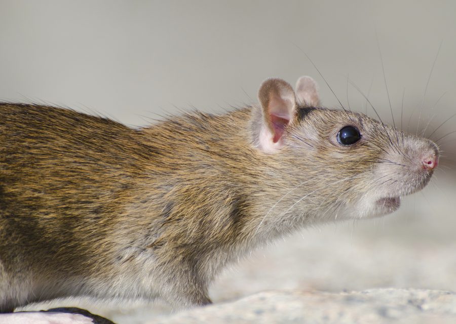 Wildlife damage repair in Mosheim