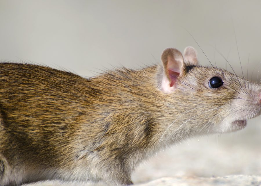 Wildlife damage repair in Knoxville