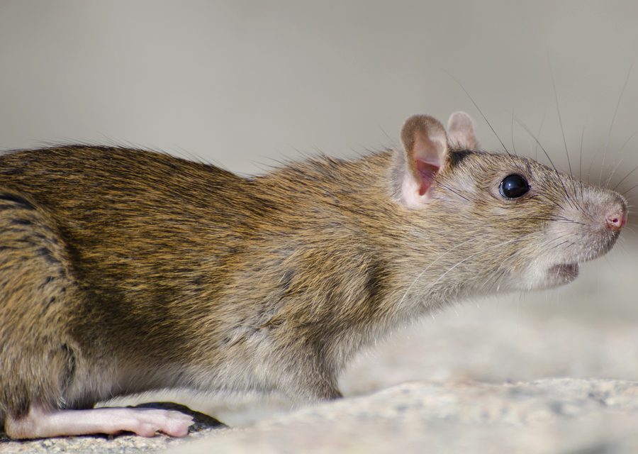 Wildlife damage repair in Whitesburg