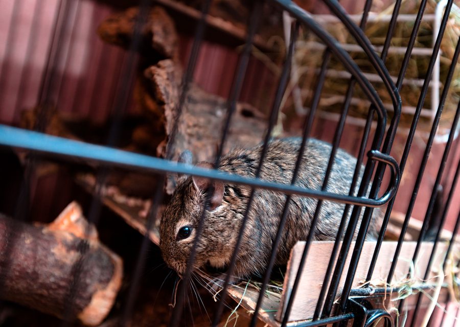 Wildlife damage repair in Canton