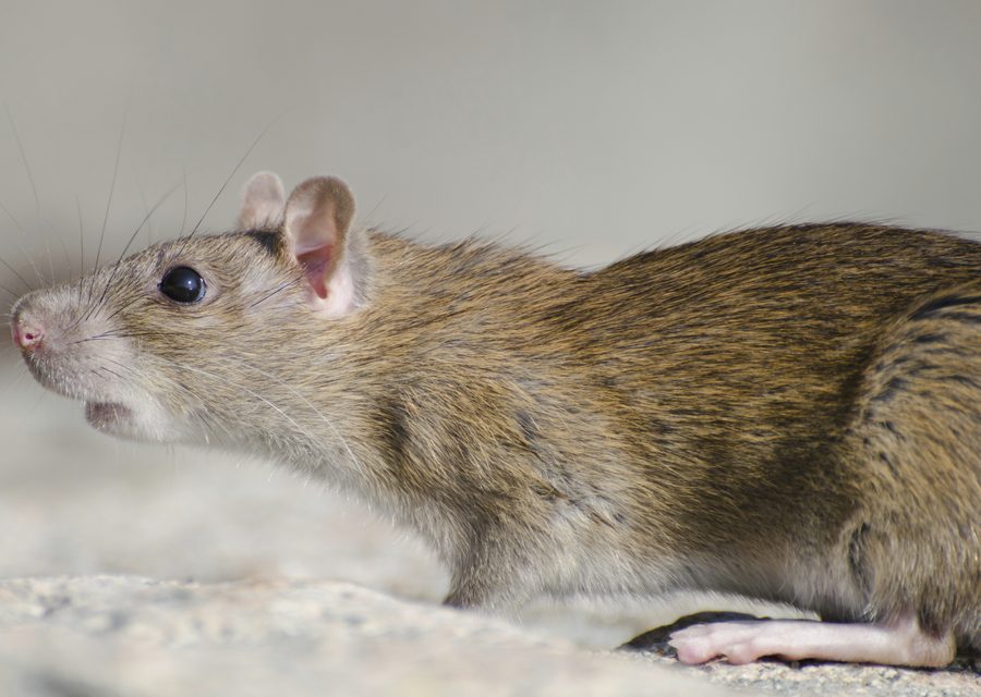 Wildlife damage repair in Madison