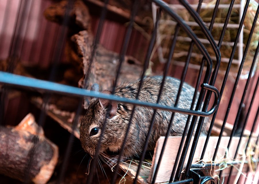 Wildlife damage repair in Rocky Top