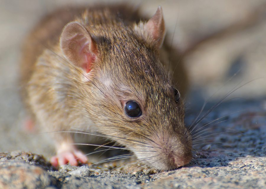 Wildlife damage repair in Bloomfield