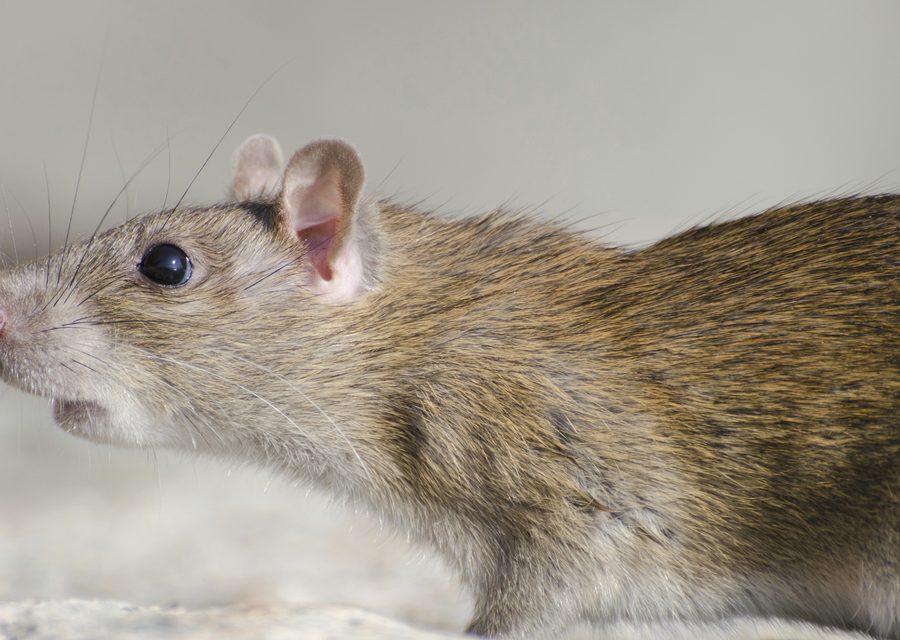 Wildlife damage repair in Fort Pierce