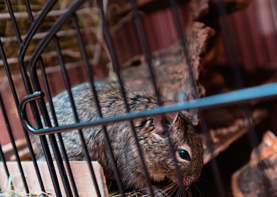 Wildlife damage repair in Mountain City