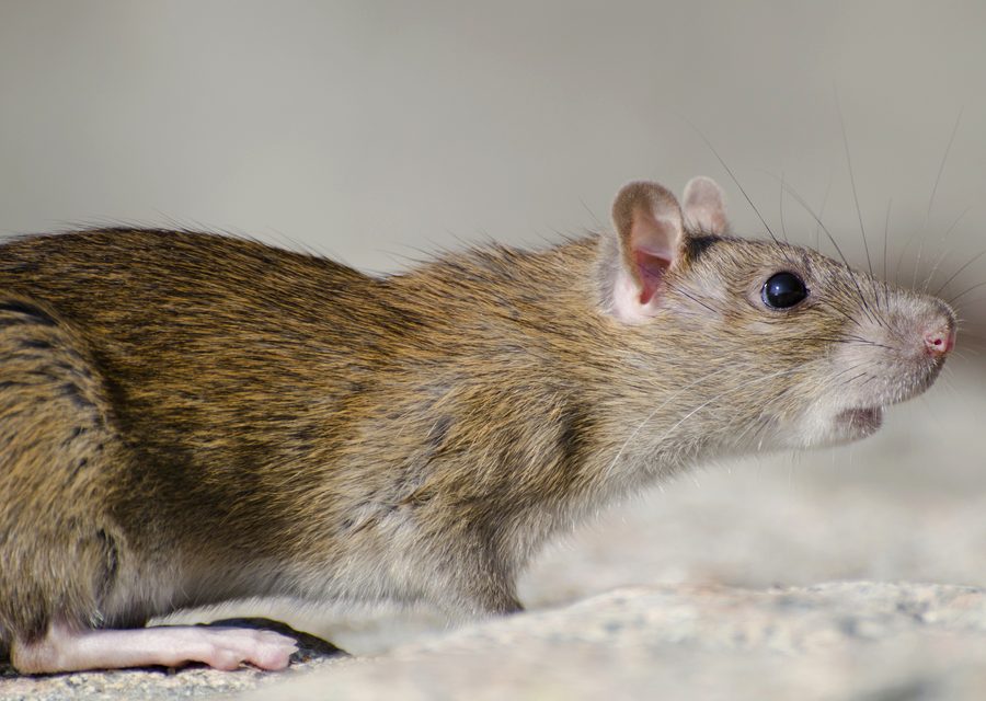 Wildlife damage repair in Vonore