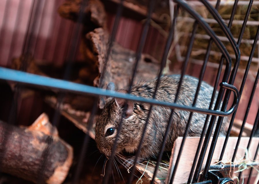 Wildlife damage repair in Hampton