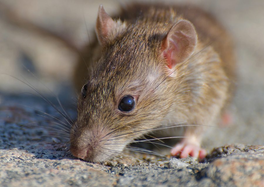 Wildlife damage repair in Dandridge