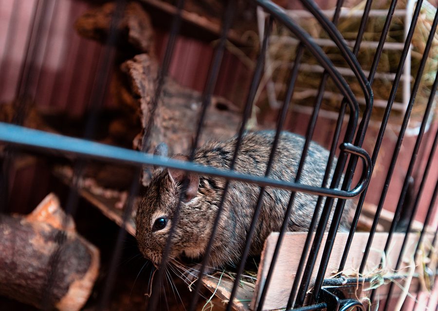 Wildlife damage repair in Andersonville