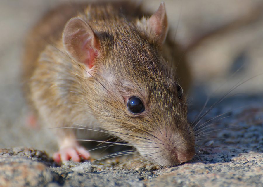 Wildlife damage repair in Pea Ridge
