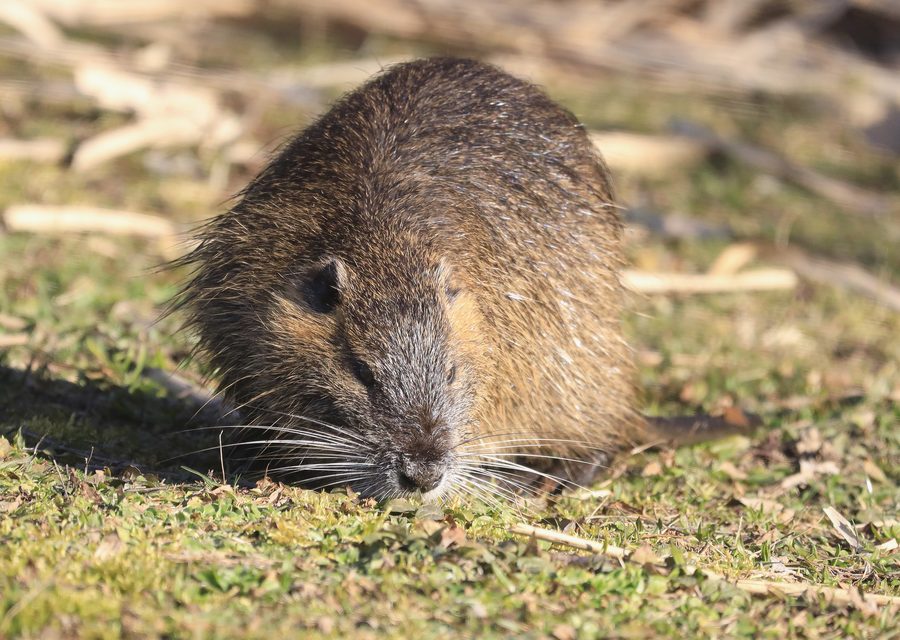 Wildlife damage repair in South Lyon
