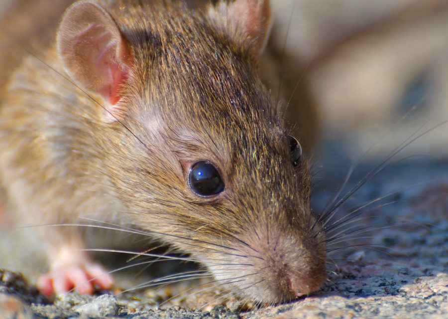 Wildlife damage repair in Easton