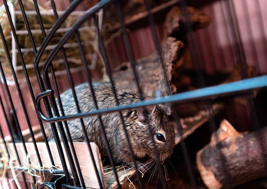 Wildlife damage repair in Garfield