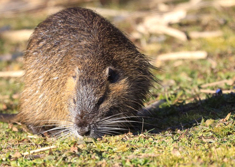 Wildlife damage repair in Cedarville