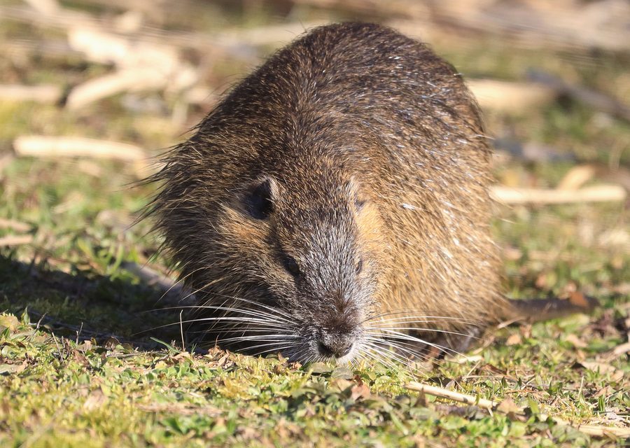 Wildlife damage repair in Philadelphia