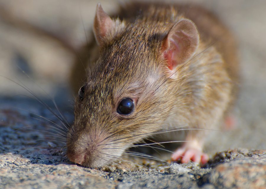 Wildlife damage repair in Russellville