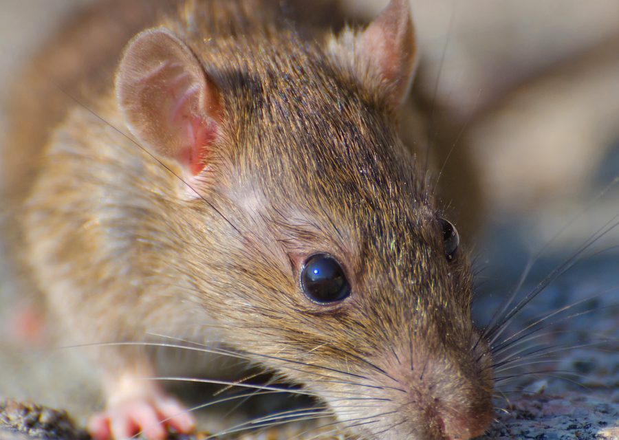 Wildlife damage repair in Kingsport