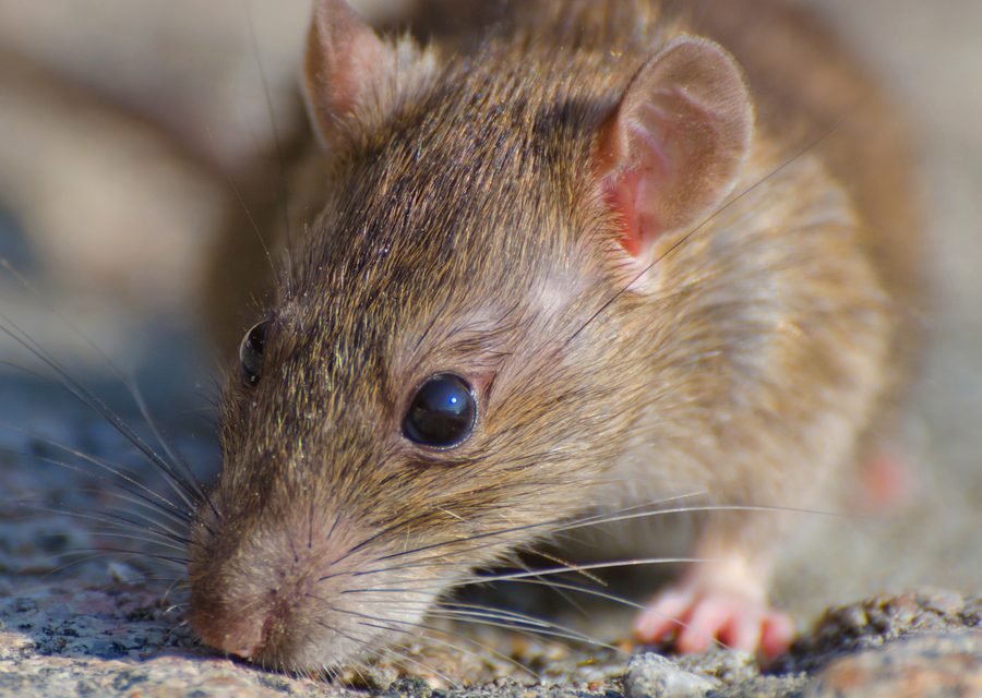 Wildlife damage repair in Heiskell