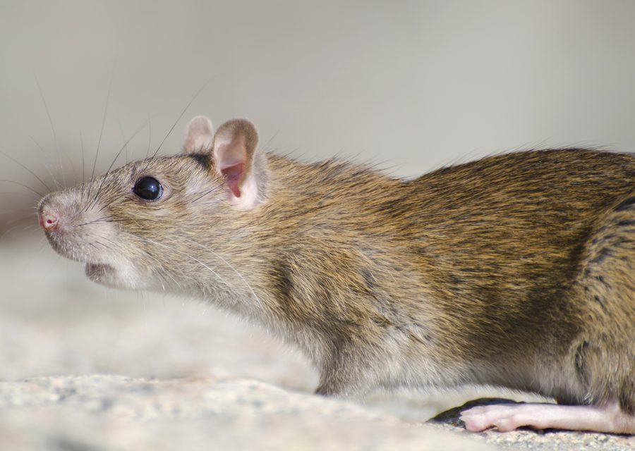 Wildlife damage repair in Northampton